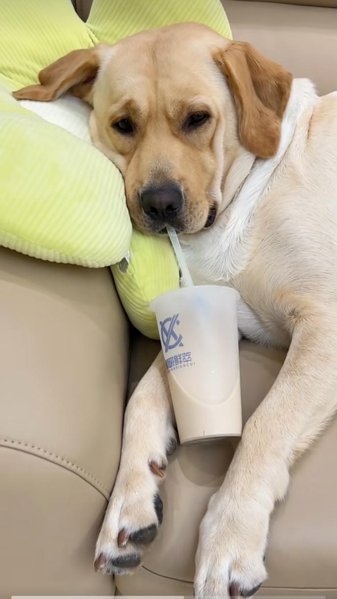 狗狗喝了奶茶怎么办,狗狗喝了一口奶茶咋办?-第4张图片-后鲨宠物 狗狗喝了奶茶怎么办,狗狗喝了一口奶茶咋办?-第4张图片-后鲨宠物