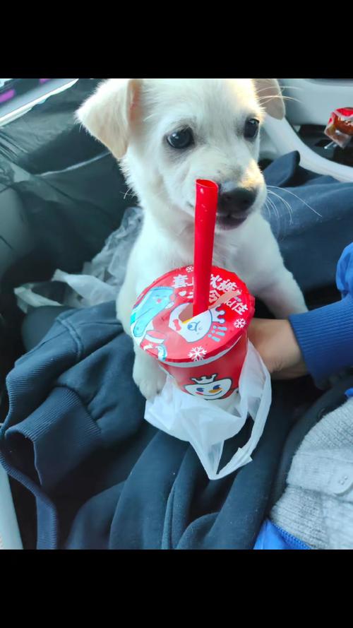 狗狗喝了奶茶怎么办,狗狗喝了一口奶茶咋办?-第5张图片-后鲨宠物 狗狗喝了奶茶怎么办,狗狗喝了一口奶茶咋办?-第5张图片-后鲨宠物