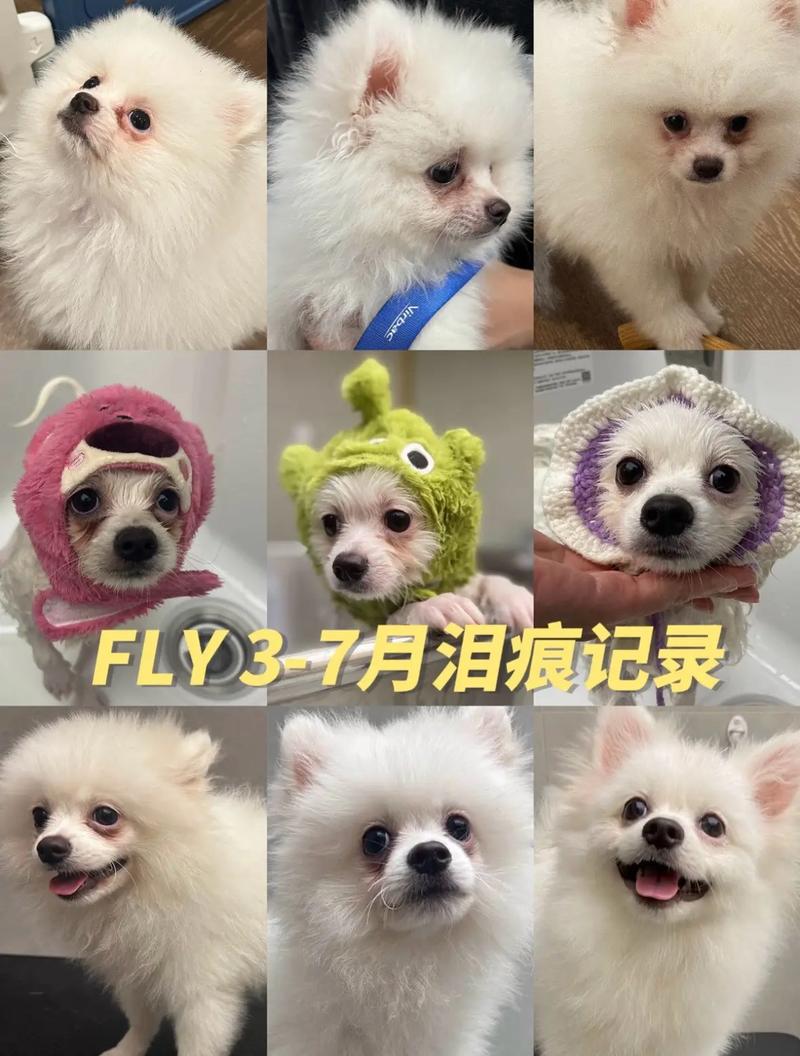 狗狗吃什么去泪痕,狗狗吃什么泪痕重-第5张图片-后鲨宠物 狗狗吃什么去泪痕,狗狗吃什么泪痕重-第5张图片-后鲨宠物