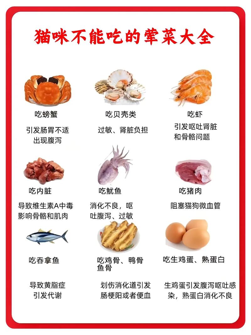 给猫咪吃什么补充营养,给猫咪吃什么补充营养最快-第2张图片-后鲨宠物 给猫咪吃什么补充营养,给猫咪吃什么补充营养最快-第2张图片-后鲨宠物