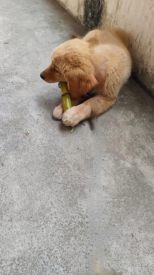 狗狗可以吃甘蔗吗,狗狗吃了甘蔗会怎么样?-第3张图片-后鲨宠物 狗狗可以吃甘蔗吗,狗狗吃了甘蔗会怎么样?-第3张图片-后鲨宠物