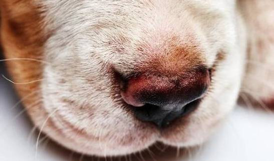 狗狗鼻子流血怎么办_狗狗鼻子流血能自愈吗-第1张图片-后鲨宠物 狗狗鼻子流血怎么办_狗狗鼻子流血能自愈吗-第1张图片-后鲨宠物