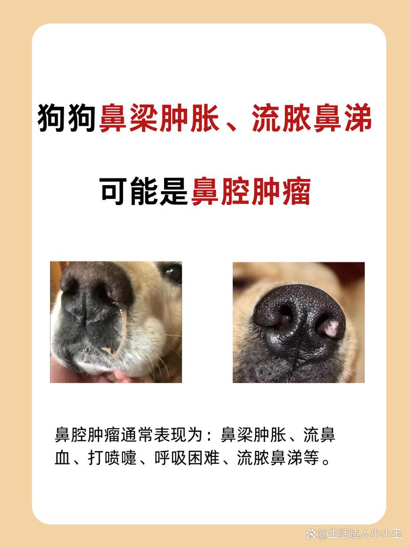 狗狗鼻子流血怎么办_狗狗鼻子流血能自愈吗-第2张图片-后鲨宠物 狗狗鼻子流血怎么办_狗狗鼻子流血能自愈吗-第2张图片-后鲨宠物