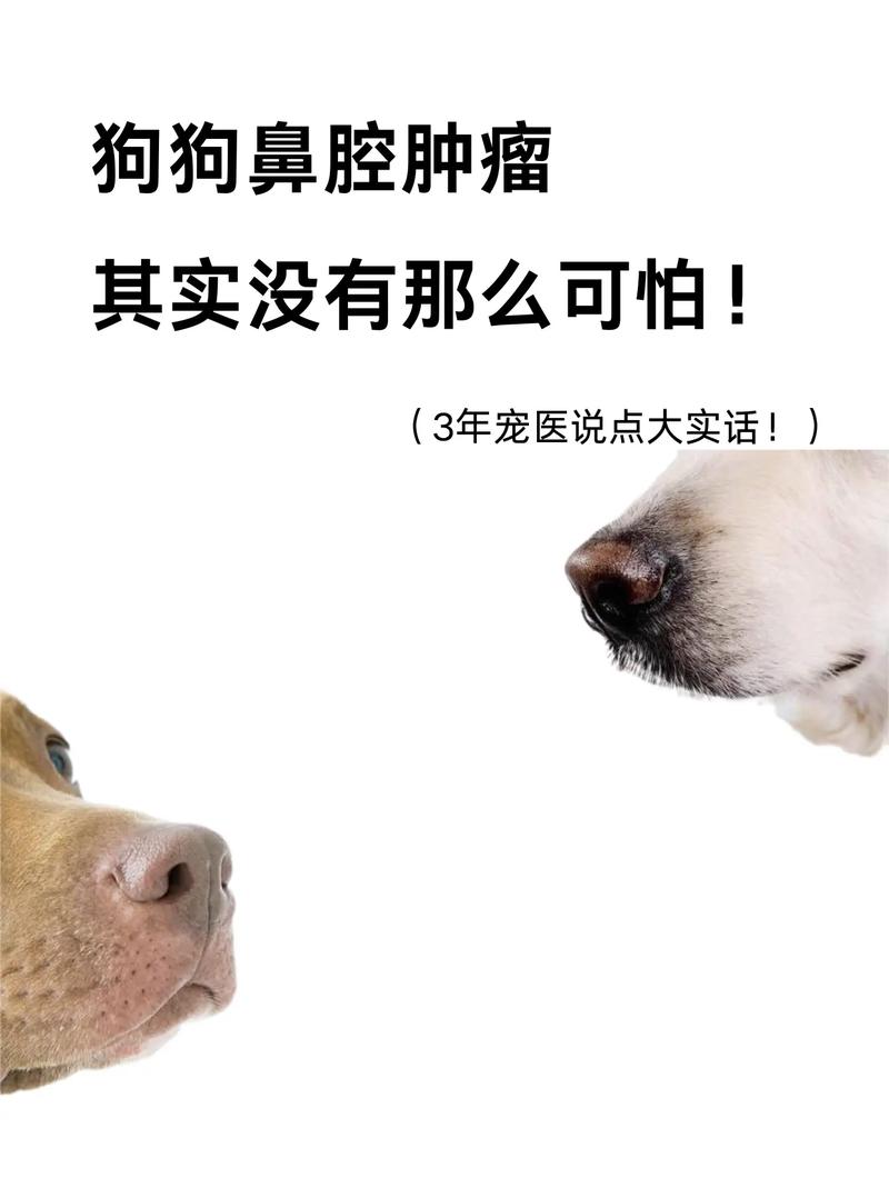 狗狗鼻子流血怎么办_狗狗鼻子流血能自愈吗-第3张图片-后鲨宠物 狗狗鼻子流血怎么办_狗狗鼻子流血能自愈吗-第3张图片-后鲨宠物