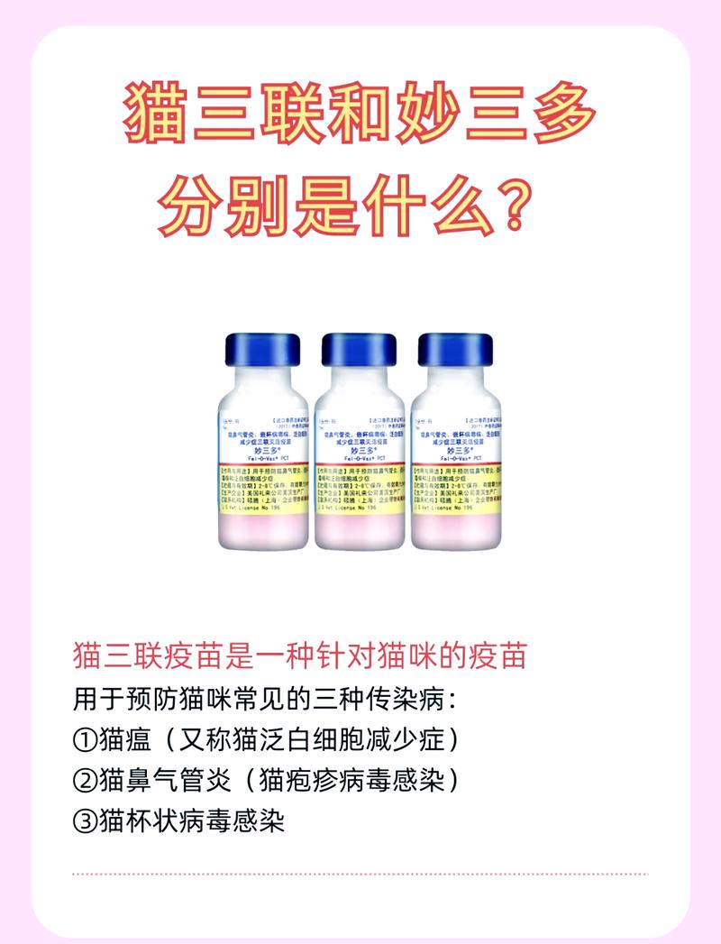 猫咪预防针多少钱,小猫预防针多少钱?-第3张图片-后鲨宠物 猫咪预防针多少钱,小猫预防针多少钱?-第3张图片-后鲨宠物