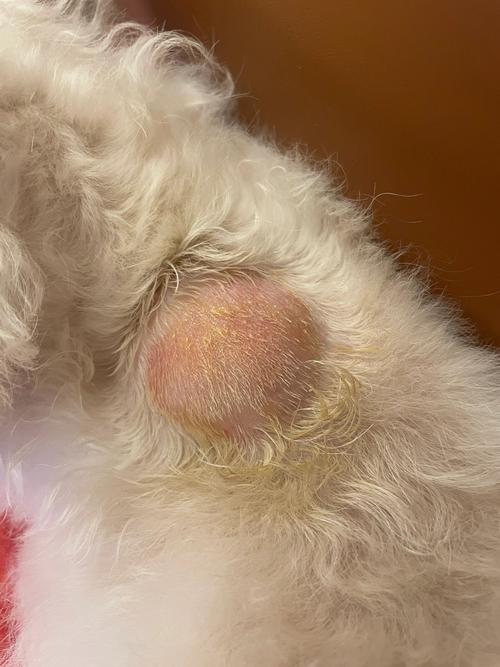 狗狗打疫苗过敏怎么办_狗狗打疫苗严重过敏-第1张图片-后鲨宠物 狗狗打疫苗过敏怎么办_狗狗打疫苗严重过敏-第1张图片-后鲨宠物