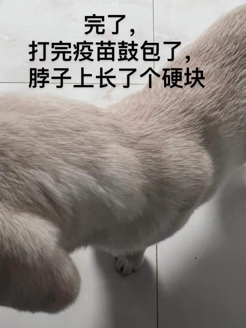 狗狗打疫苗过敏怎么办_狗狗打疫苗严重过敏-第2张图片-后鲨宠物 狗狗打疫苗过敏怎么办_狗狗打疫苗严重过敏-第2张图片-后鲨宠物