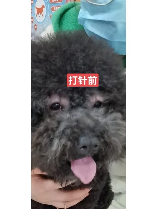 狗狗打疫苗过敏怎么办_狗狗打疫苗严重过敏-第4张图片-后鲨宠物 狗狗打疫苗过敏怎么办_狗狗打疫苗严重过敏-第4张图片-后鲨宠物