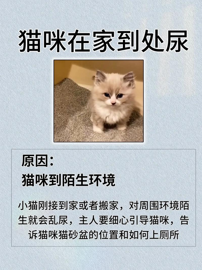 猫咪乱尿是怎么回事_猫咪乱尿的原因和解决方法-第6张图片-后鲨宠物 猫咪乱尿是怎么回事_猫咪乱尿的原因和解决方法-第6张图片-后鲨宠物