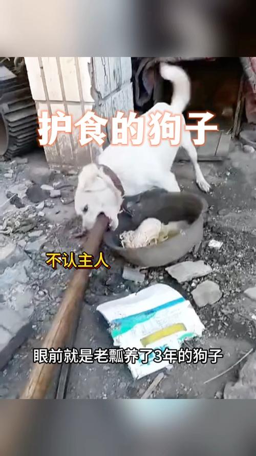 狗狗护食是什么意思,狗狗护食会怎么样-第5张图片-后鲨宠物 狗狗护食是什么意思,狗狗护食会怎么样-第5张图片-后鲨宠物