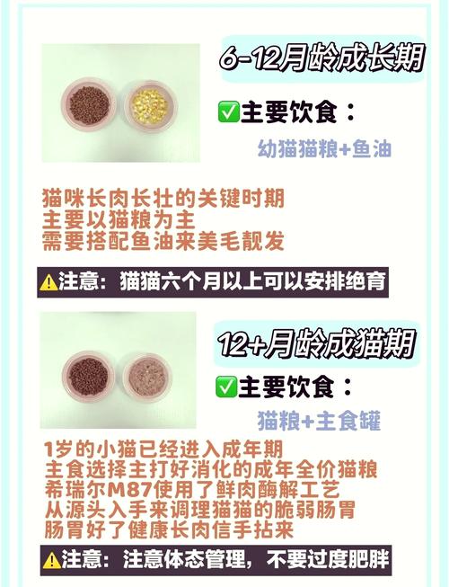 满月猫咪吃什么,满月猫咪吃啥?-第2张图片-后鲨宠物 满月猫咪吃什么,满月猫咪吃啥?-第2张图片-后鲨宠物