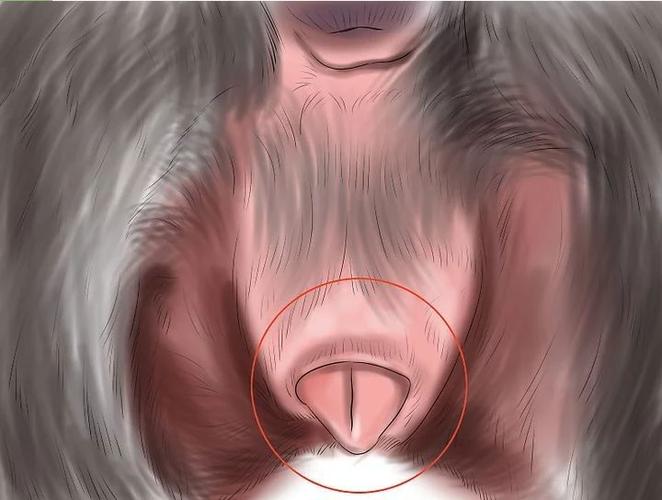 狗狗怀孕40天流粘液_狗狗怀孕40天流粘液肚也不大-第4张图片-后鲨宠物 狗狗怀孕40天流粘液_狗狗怀孕40天流粘液肚也不大-第4张图片-后鲨宠物