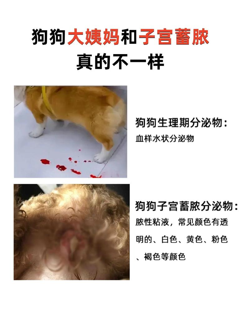 狗狗怀孕40天流粘液_狗狗怀孕40天流粘液肚也不大-第5张图片-后鲨宠物 狗狗怀孕40天流粘液_狗狗怀孕40天流粘液肚也不大-第5张图片-后鲨宠物