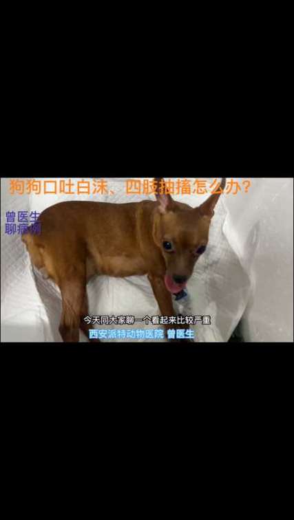 狗狗抽搐吐白沫怎么办,狗狗口吐白沫四肢蹬直抽搐-第1张图片-后鲨宠物 狗狗抽搐吐白沫怎么办,狗狗口吐白沫四肢蹬直抽搐-第1张图片-后鲨宠物