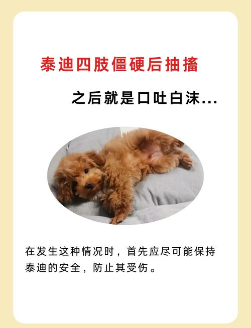 狗狗抽搐吐白沫怎么办,狗狗口吐白沫四肢蹬直抽搐-第4张图片-后鲨宠物 狗狗抽搐吐白沫怎么办,狗狗口吐白沫四肢蹬直抽搐-第4张图片-后鲨宠物