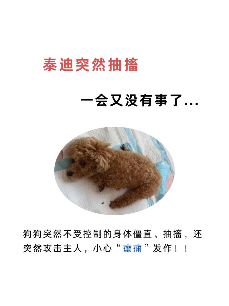 狗狗抽搐吐白沫怎么办,狗狗口吐白沫四肢蹬直抽搐-第5张图片-后鲨宠物 狗狗抽搐吐白沫怎么办,狗狗口吐白沫四肢蹬直抽搐-第5张图片-后鲨宠物