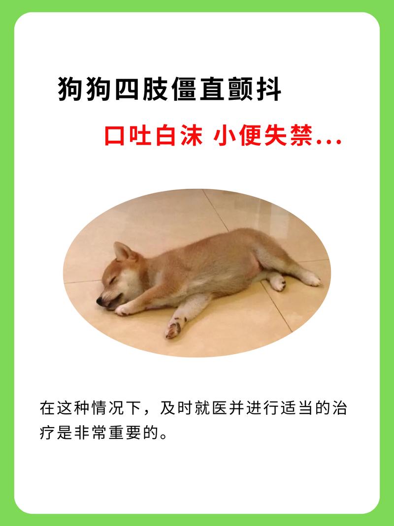 狗狗抽搐吐白沫怎么办,狗狗口吐白沫四肢蹬直抽搐-第6张图片-后鲨宠物 狗狗抽搐吐白沫怎么办,狗狗口吐白沫四肢蹬直抽搐-第6张图片-后鲨宠物