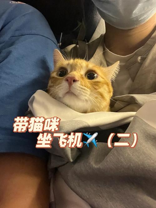 飞机能带猫咪吗_飞机能带猫咪么-第1张图片-后鲨宠物 飞机能带猫咪吗_飞机能带猫咪么-第1张图片-后鲨宠物