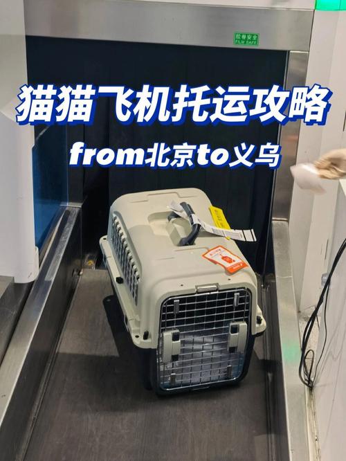 飞机能带猫咪吗_飞机能带猫咪么-第6张图片-后鲨宠物 飞机能带猫咪吗_飞机能带猫咪么-第6张图片-后鲨宠物