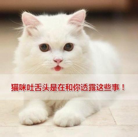 猫咪睡觉伸舌头_猫咪睡觉伸舌头出来正常吗-第1张图片-后鲨宠物 猫咪睡觉伸舌头_猫咪睡觉伸舌头出来正常吗-第1张图片-后鲨宠物