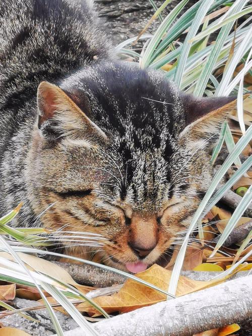 猫咪睡觉伸舌头_猫咪睡觉伸舌头出来正常吗-第3张图片-后鲨宠物 猫咪睡觉伸舌头_猫咪睡觉伸舌头出来正常吗-第3张图片-后鲨宠物