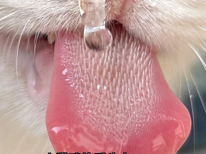 猫咪睡觉伸舌头_猫咪睡觉伸舌头出来正常吗-第4张图片-后鲨宠物 猫咪睡觉伸舌头_猫咪睡觉伸舌头出来正常吗-第4张图片-后鲨宠物