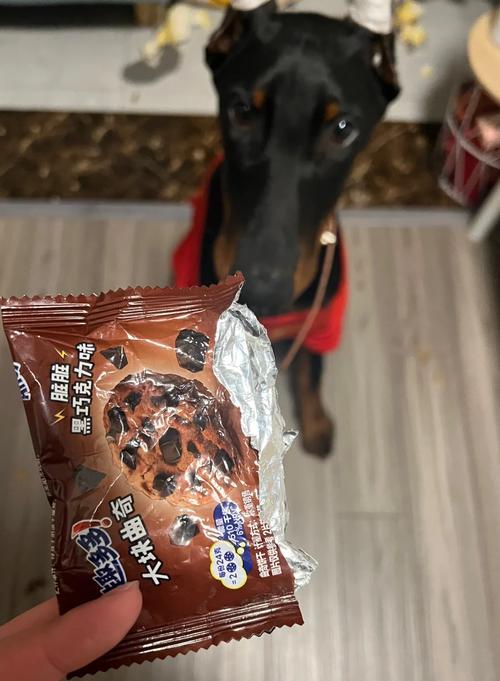 狗狗能吃豆沙吗,狗狗可以吃豆沙吗??-第4张图片-后鲨宠物 狗狗能吃豆沙吗,狗狗可以吃豆沙吗??-第4张图片-后鲨宠物