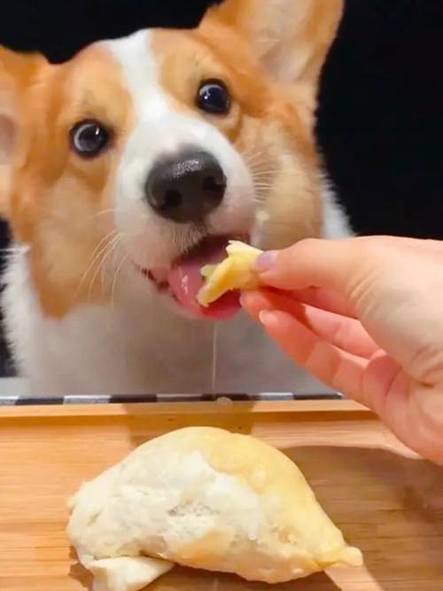 狗狗能吃豆沙吗,狗狗可以吃豆沙吗??-第5张图片-后鲨宠物 狗狗能吃豆沙吗,狗狗可以吃豆沙吗??-第5张图片-后鲨宠物