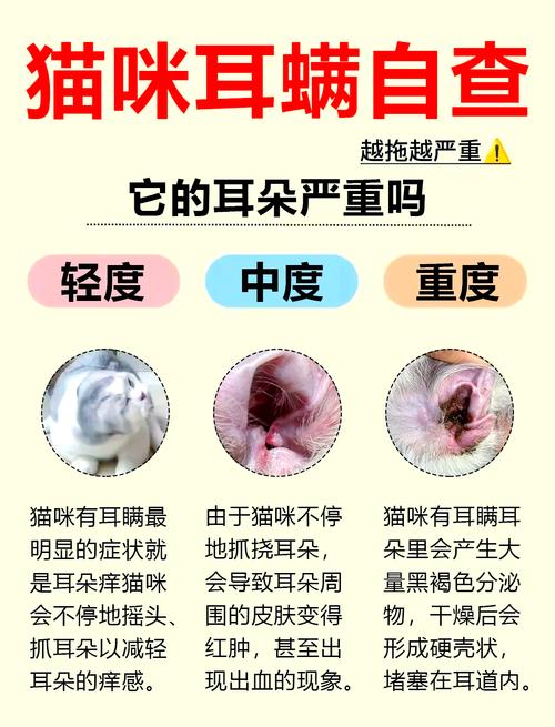 猫咪耳朵真菌感染怎么治疗,猫咪耳朵真菌感染会传染人吗-第1张图片-后鲨宠物 猫咪耳朵真菌感染怎么治疗,猫咪耳朵真菌感染会传染人吗-第1张图片-后鲨宠物