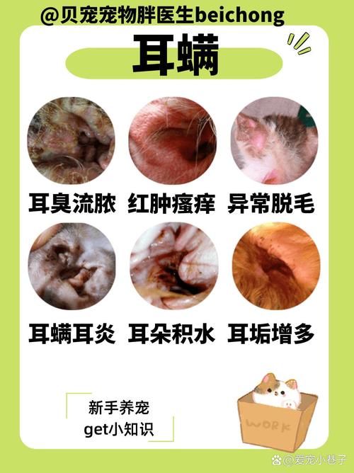 猫咪耳朵真菌感染怎么治疗,猫咪耳朵真菌感染会传染人吗-第2张图片-后鲨宠物 猫咪耳朵真菌感染怎么治疗,猫咪耳朵真菌感染会传染人吗-第2张图片-后鲨宠物