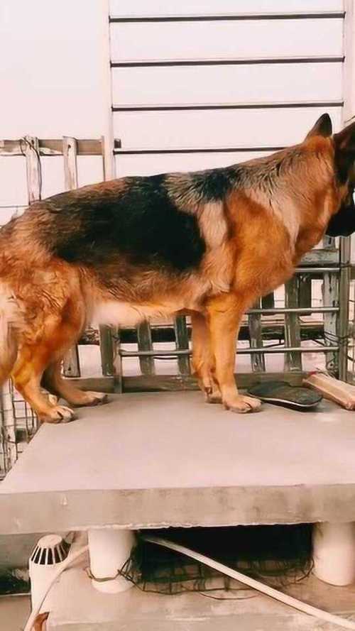 狗狗粑粑带血怎么回事,狗狗便便里面带血是怎么回事?-第4张图片-后鲨宠物 狗狗粑粑带血怎么回事,狗狗便便里面带血是怎么回事?-第4张图片-后鲨宠物