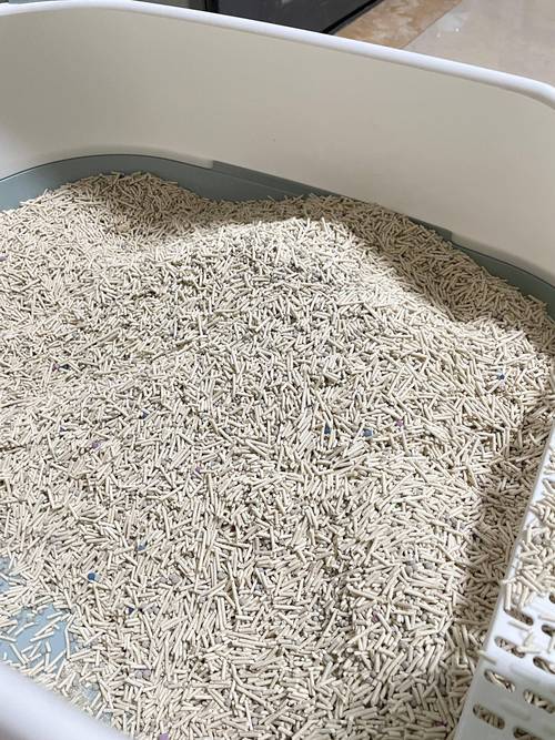 怎么让猫咪在猫砂盆里拉屎,怎么可以让猫咪在猫砂盆里拉便便-第3张图片-后鲨宠物 怎么让猫咪在猫砂盆里拉屎,怎么可以让猫咪在猫砂盆里拉便便-第3张图片-后鲨宠物