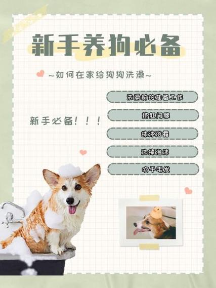 怎样给狗狗洗澡_怎样给狗狗洗澡才干净-第4张图片-后鲨宠物 怎样给狗狗洗澡_怎样给狗狗洗澡才干净-第4张图片-后鲨宠物