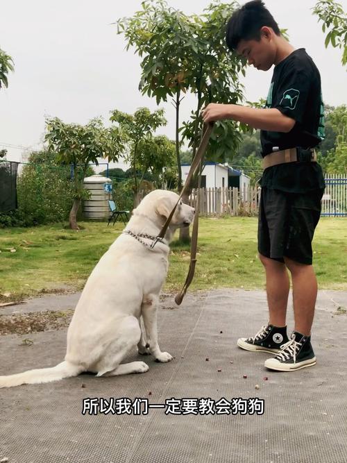 狗狗乱捡东西吃怎么办,狗狗乱捡食怎么办?-第1张图片-后鲨宠物 狗狗乱捡东西吃怎么办,狗狗乱捡食怎么办?-第1张图片-后鲨宠物