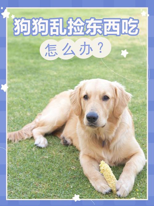 狗狗乱捡东西吃怎么办,狗狗乱捡食怎么办?-第3张图片-后鲨宠物 狗狗乱捡东西吃怎么办,狗狗乱捡食怎么办?-第3张图片-后鲨宠物