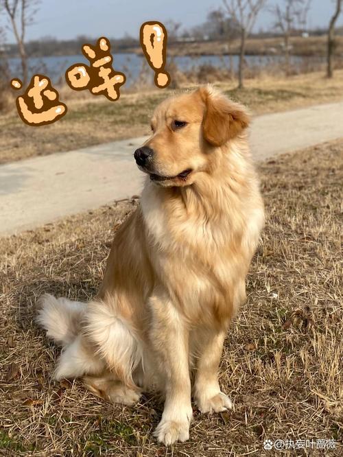 狗狗乱捡东西吃怎么办,狗狗乱捡食怎么办?-第4张图片-后鲨宠物 狗狗乱捡东西吃怎么办,狗狗乱捡食怎么办?-第4张图片-后鲨宠物