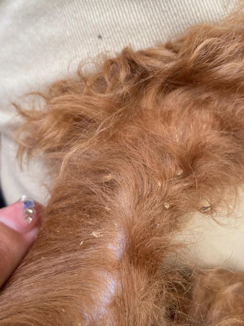 狗狗身上有皮屑怎么回事,狗狗身上有皮屑怎么回事营养不良呢-第3张图片-后鲨宠物 狗狗身上有皮屑怎么回事,狗狗身上有皮屑怎么回事营养不良呢-第3张图片-后鲨宠物