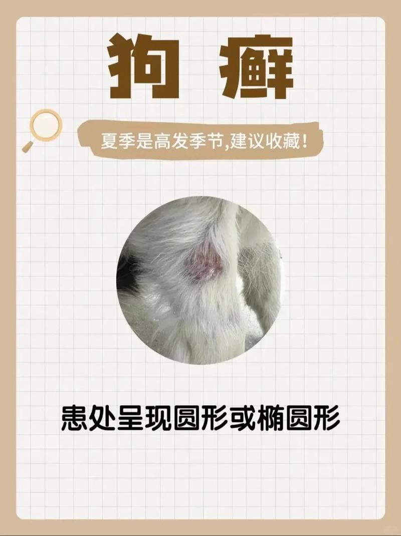 狗狗身上有皮屑怎么回事,狗狗身上有皮屑怎么回事营养不良呢-第5张图片-后鲨宠物 狗狗身上有皮屑怎么回事,狗狗身上有皮屑怎么回事营养不良呢-第5张图片-后鲨宠物