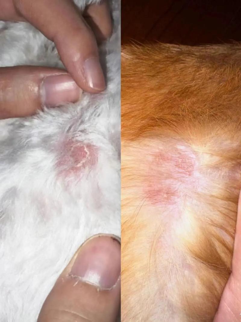 狗狗身上有皮屑怎么回事,狗狗身上有皮屑怎么回事营养不良呢-第6张图片-后鲨宠物 狗狗身上有皮屑怎么回事,狗狗身上有皮屑怎么回事营养不良呢-第6张图片-后鲨宠物