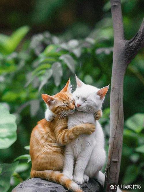 猫咪之间有爱情吗，猫咪之间有交流吗？-第1张图片-后鲨宠物