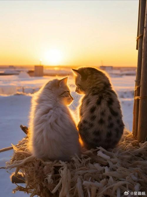 猫咪之间有爱情吗，猫咪之间有交流吗？-第6张图片-后鲨宠物