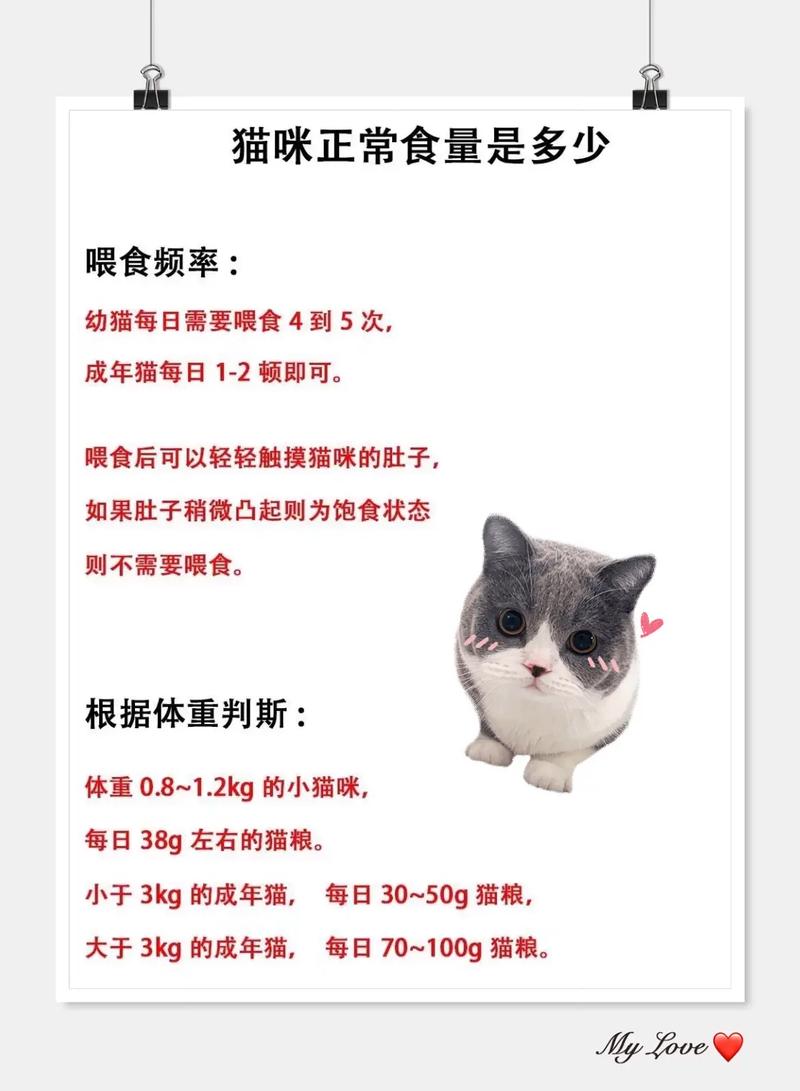 猫咪一天吃几顿饭_猫咪一天吃几顿饭一顿吃多少克猫粮-第3张图片-后鲨宠物 猫咪一天吃几顿饭_猫咪一天吃几顿饭一顿吃多少克猫粮-第3张图片-后鲨宠物
