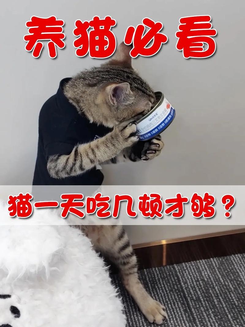 猫咪一天吃几顿饭_猫咪一天吃几顿饭一顿吃多少克猫粮-第6张图片-后鲨宠物 猫咪一天吃几顿饭_猫咪一天吃几顿饭一顿吃多少克猫粮-第6张图片-后鲨宠物