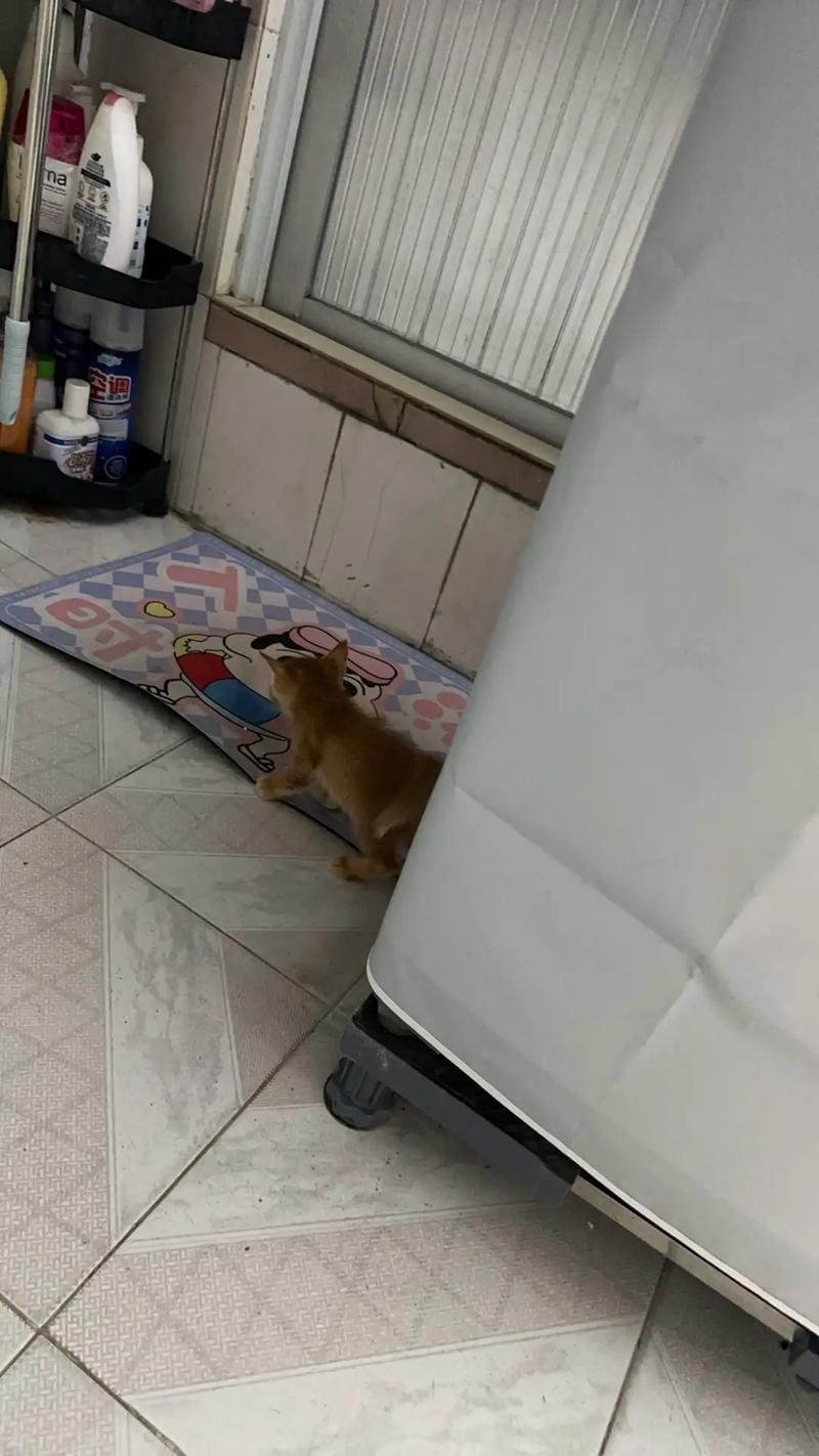 猫咪用什么洗澡,猫咪用什么洗澡可以杀死跳蚤-第2张图片-后鲨宠物 猫咪用什么洗澡,猫咪用什么洗澡可以杀死跳蚤-第2张图片-后鲨宠物