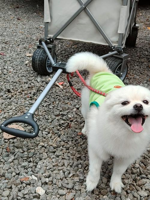 狗狗火车托运流程,狗狗火车托运过来要怎么领取-第4张图片-后鲨宠物 狗狗火车托运流程,狗狗火车托运过来要怎么领取-第4张图片-后鲨宠物