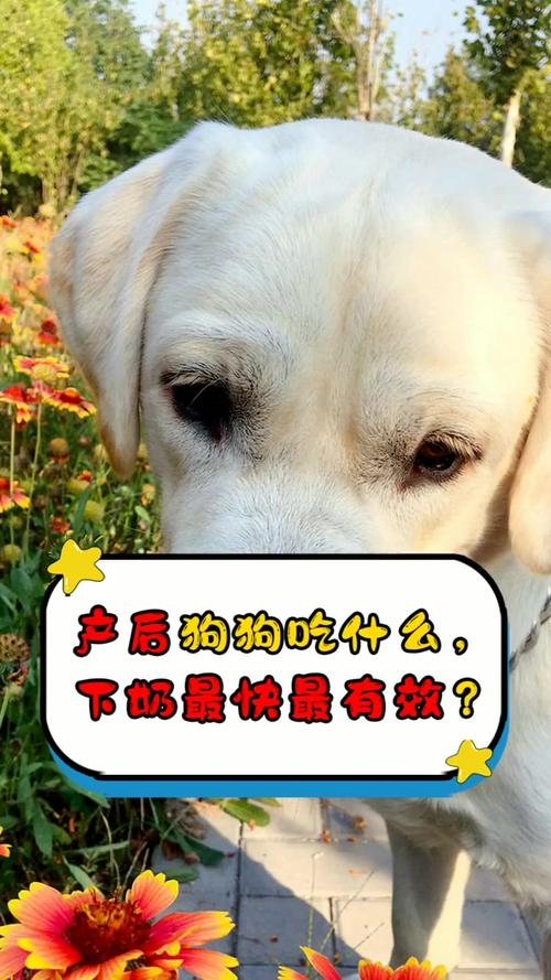 产后狗狗吃什么下奶,产后母狗吃什么奶多?-第1张图片-后鲨宠物 产后狗狗吃什么下奶,产后母狗吃什么奶多?-第1张图片-后鲨宠物