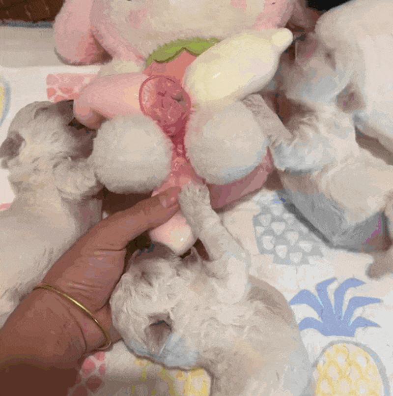 产后狗狗吃什么下奶,产后母狗吃什么奶多?-第5张图片-后鲨宠物 产后狗狗吃什么下奶,产后母狗吃什么奶多?-第5张图片-后鲨宠物