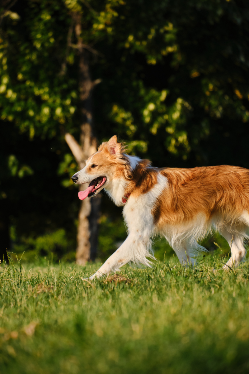 产后狗狗吃什么下奶,产后母狗吃什么奶多?-第6张图片-后鲨宠物 产后狗狗吃什么下奶,产后母狗吃什么奶多?-第6张图片-后鲨宠物