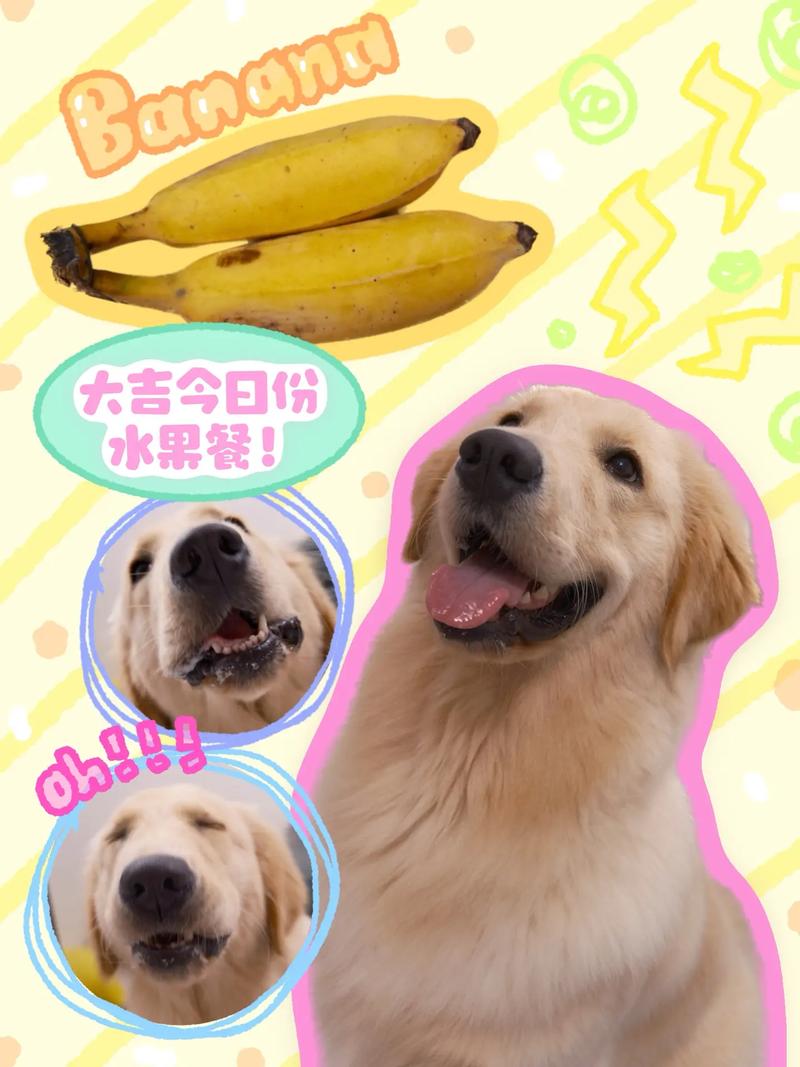 狗狗吃了杏核怎么办,狗狗吃了杏核怎么办呢-第3张图片-后鲨宠物 狗狗吃了杏核怎么办,狗狗吃了杏核怎么办呢-第3张图片-后鲨宠物