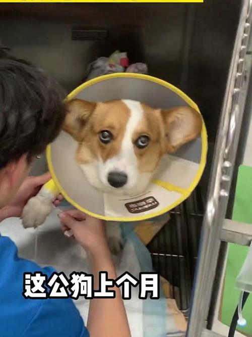 狗狗吃了杏核怎么办,狗狗吃了杏核怎么办呢-第6张图片-后鲨宠物 狗狗吃了杏核怎么办,狗狗吃了杏核怎么办呢-第6张图片-后鲨宠物